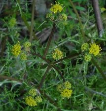 Lomatium utriculatum flower